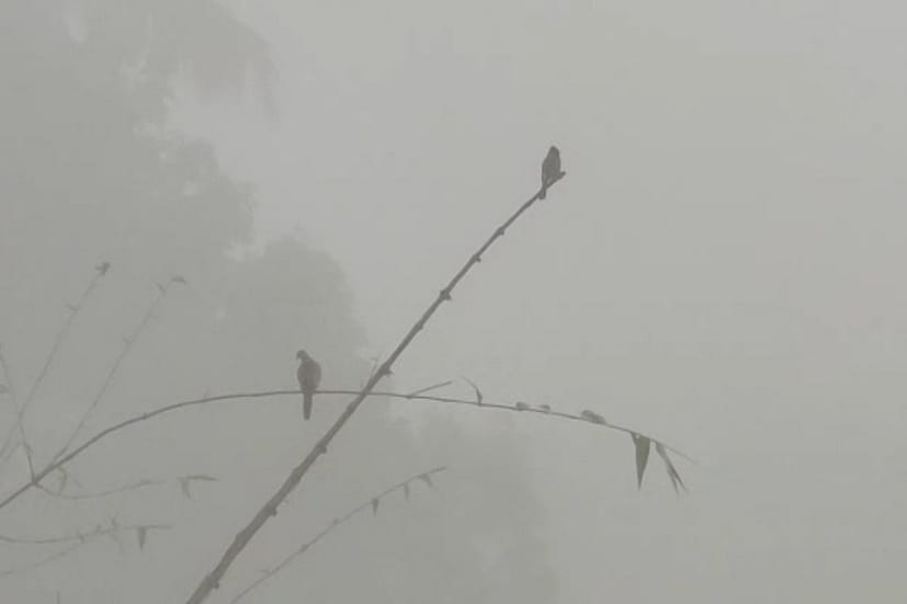 পরবর্তী দুদিন একইরকম আবহাওয়া থাকবে। সোমবার বা তারপর থেকে তাপমাত্রা ধীরে ধীরে নামতে শুরু করবে বইবে উত্তর ও উত্তর-পশ্চিমের হাওয়া। সামনের সপ্তাহে আরও একটা জাঁকিয়ে শীতের স্পেল অপেক্ষায়।