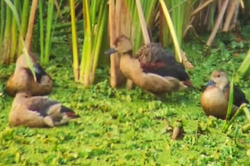 কোলাঘাটে