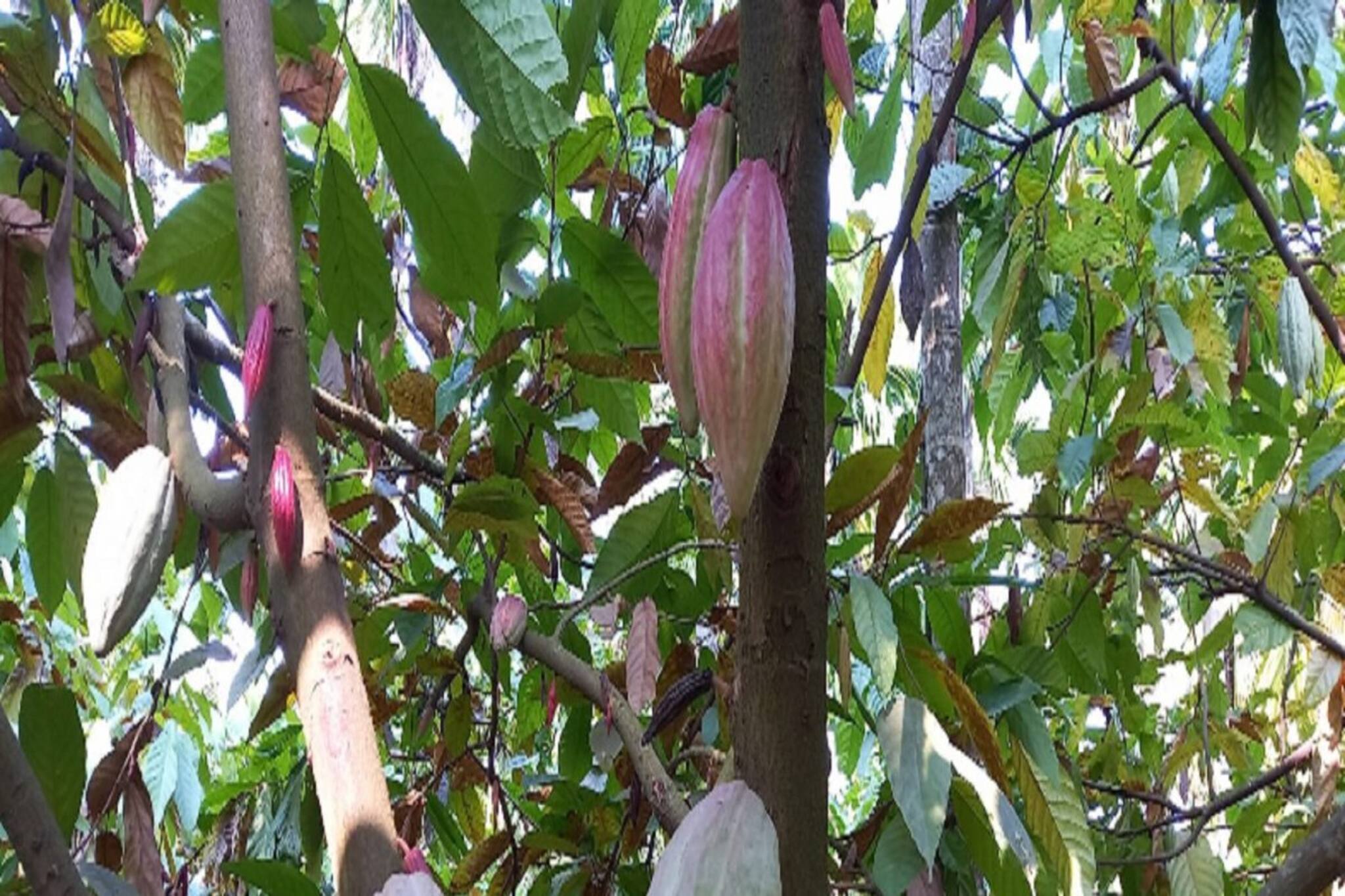সুপারি বাগানের মধ্যেই শুরু করুন  কোকো চাষ, দ্বিগুন লাভ নিশ্চিত