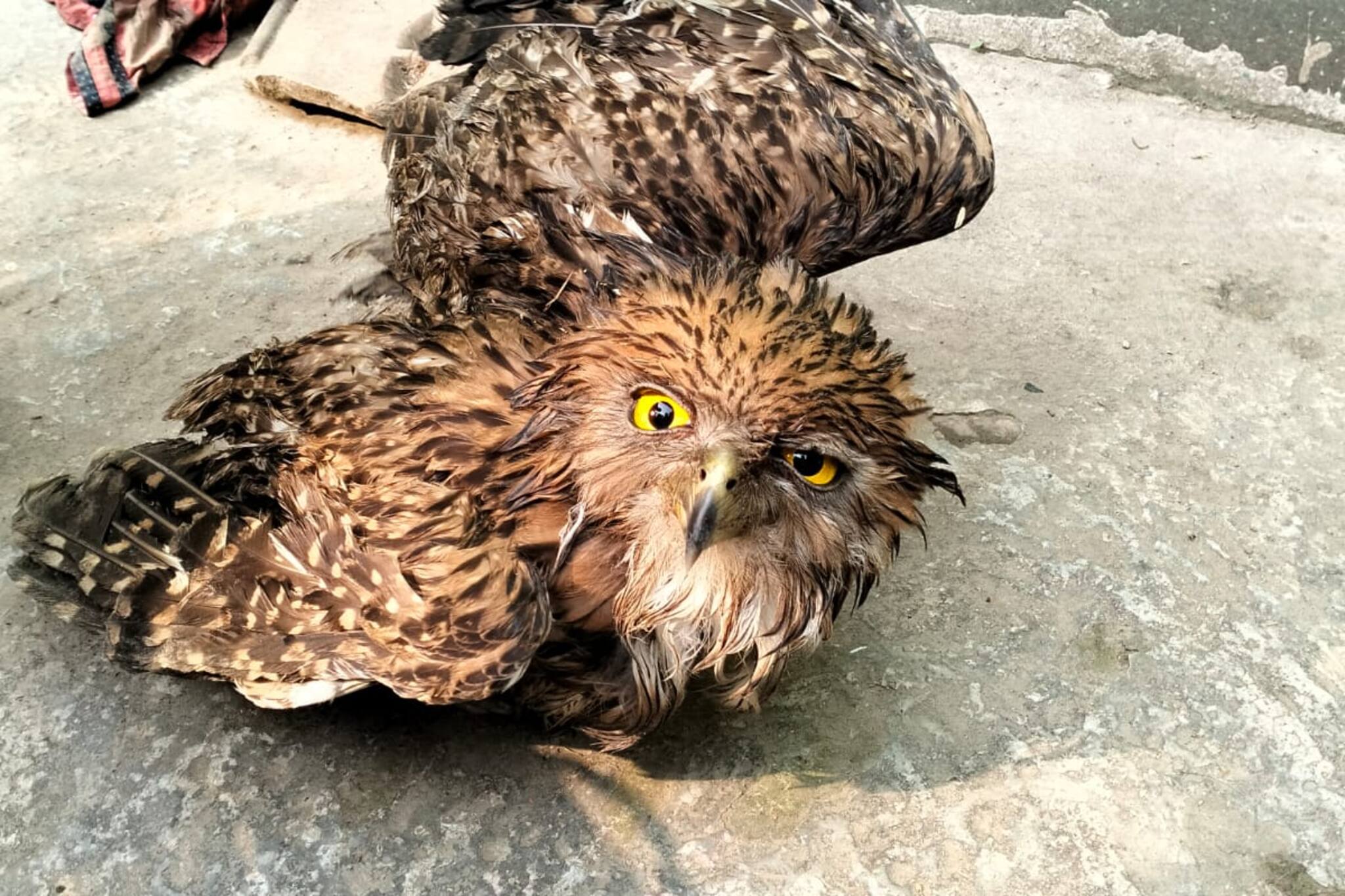 পুকুরের জলে জাল পাতা, আর তাতেই ধরা পড়ল এ কোন পাখি! চোখ কপালে মানুষের