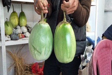 বেগুন