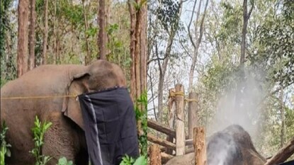 elephant named dhoni elephant named dhoni