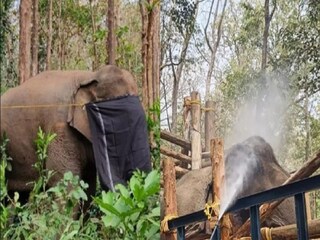elephant named dhoni