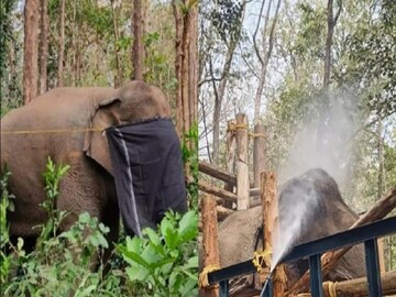 elephant named dhoni