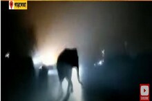 Elephant Attack: ফের হাতির হানায় মৃত্যু এক ব্যক্তির