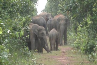 হাতি করিডোর (প্রতীকী ছবি)
