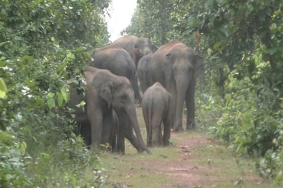 হাতি করিডোর (প্রতীকী ছবি)