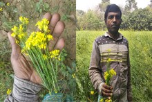 মানুষের মতো সর্ষে গাছের হচ্ছে হাজা! অবাক করা কাণ্ড নদিয়ায়!
