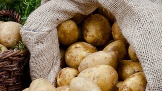 পুজোর পর আলুর দাম ক্রমশ কমতে থাকলেও প্রথম দিকে ভালই দাম পেয়েছিলেন কৃষকরা পুজোর পর আলুর দাম ক্রমশ কমতে থাকলেও প্রথম দিকে ভালই দাম পেয়েছিলেন কৃষকরা