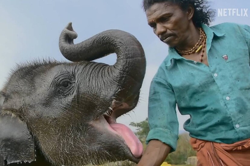 এখানেই শেষ নয়। অস্কারে স্বল্পদৈর্ঘ্যের তথ্যচিত্রের বিভাগে মনোনয়ন অর্জন করল 'দ্য এলিফ্যান্ট হুইস্পারার্স'। অনাথ হাতির সঙ্গে তার পালকদের সম্পর্কের অটুট বন্ধন ঘিরেই আবর্তিত হয়েছে এই ছবির পটভূমি। ছবিটির পরিচালক ভারতের চিত্র সাংবাদিক এবং তথ্যচিত্র পরিচালক কার্তিকী গনসালভেস।