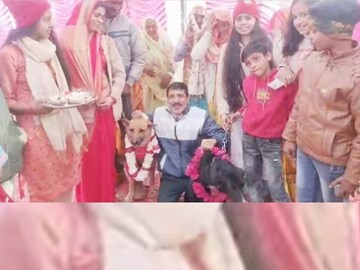 সব রীতিনীতি ও ঐতিহ্য মেনে বিয়ে দেওয়া হয় সারমেয় জুটির