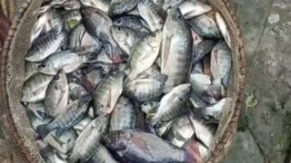 এখন প্রশ্ন উঠছে এই মাছ খাওয়া ঠিক কতটা ঝুঁকির?