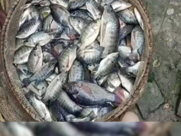 এখন প্রশ্ন উঠছে এই মাছ খাওয়া ঠিক কতটা ঝুঁকির?