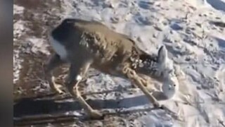 হরিণের মুখ, চোখ এবং কান সম্পূর্ণ ঢেকে গিয়েছে বরফে