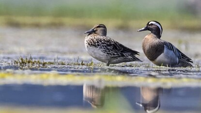 চুপি চরে তৈরি করা হয়েছে পাখিরালয় চুপি চরে তৈরি করা হয়েছে পাখিরালয়