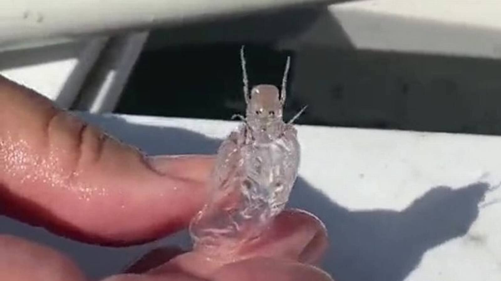 সমুদ্র থেকে উঠল এ কী অলৌকিক জিনিস, বলতে গিয়ে থরথর করে কাঁপছেন মৎস্যজীবী