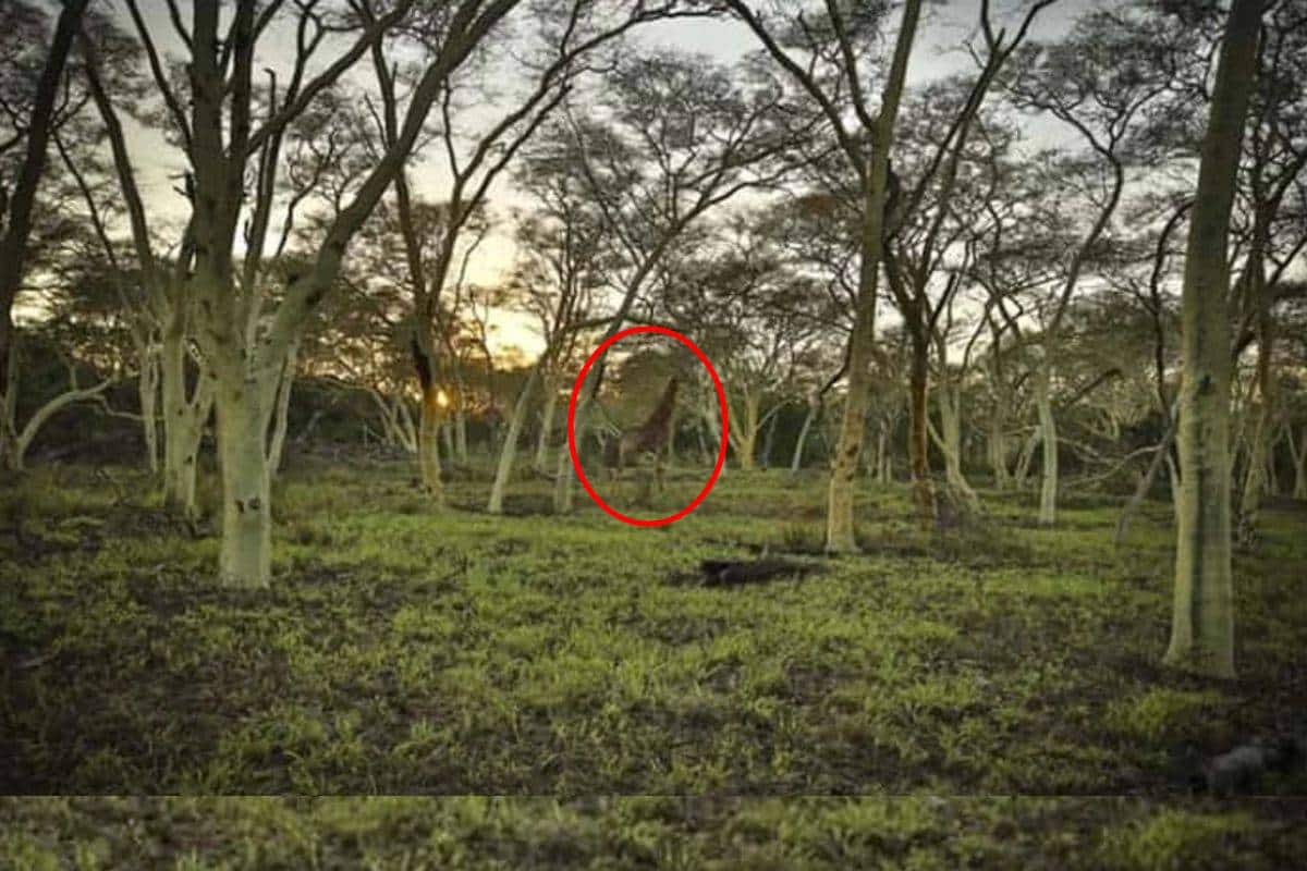 এই জঙ্গল থেকে খুঁজে বার করুন জিরাফটিকে, হাত রয়েছে মাত্র সাত সেকেন্ড