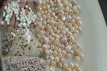 মুক্তো