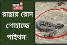 রাস্তায় রোদ পোহাচ্ছে পাইথন! আতঙ্কে কাঁটা গ্রামবাসী, দেখুন
