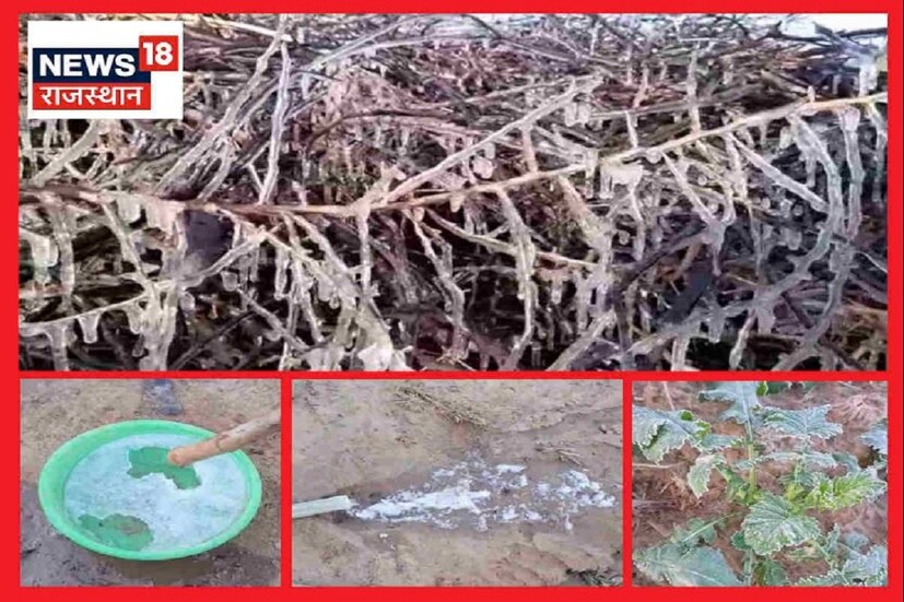#নয়াদিল্লি: সিকরের ফতেহপুর এলাকায় বরফের চাদরে ঢেকে গেছে ক্ষেত৷ ফসলের ওপরে পরে রয়েছে বরফ৷  সিকারের ফতেহপুর এলাকার পরিস্থিতি এমন যে গত দু-দিন ধরে এখানে তাপমাত্রা মাইনাস তিন ডিগ্রির নিচে চলে গেছে৷