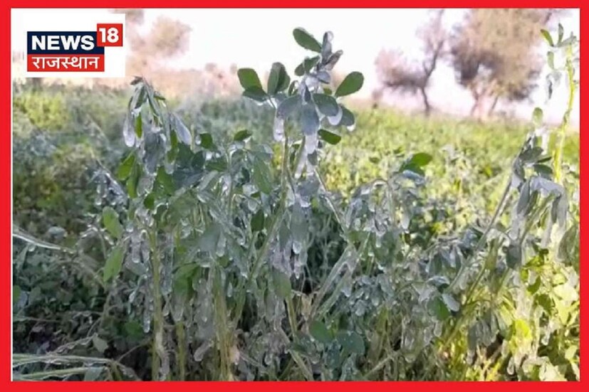 শুধু রাজস্থানের শেখাওয়াটি এলাকায় নয়, বিকানের জেলার খাজুওয়ালা এলাকায়ও পারদ হিমাঙ্কের কাছাকাছি পৌঁছেছে। এ কারণে হাড় কাঁপানো ঠাণ্ডায় সেখানে মানুষের বসবাস করা কঠিন হয়ে পড়েছে। সেখানে ফসল ক্ষেতের ওপর এবং যানবাহনের ওপরও বরফের স্তর জমে গেছে।