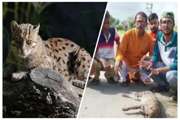 বাঘরোলের