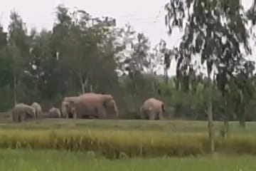খুনে