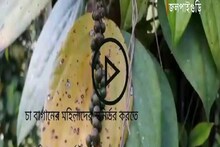 বাড়িতেই স্বল্প জায়গায় সুপারি ও নারকেল গাছের সঙ্গে গোলমরিচ চাষ করে স্বনির্ভর হন
