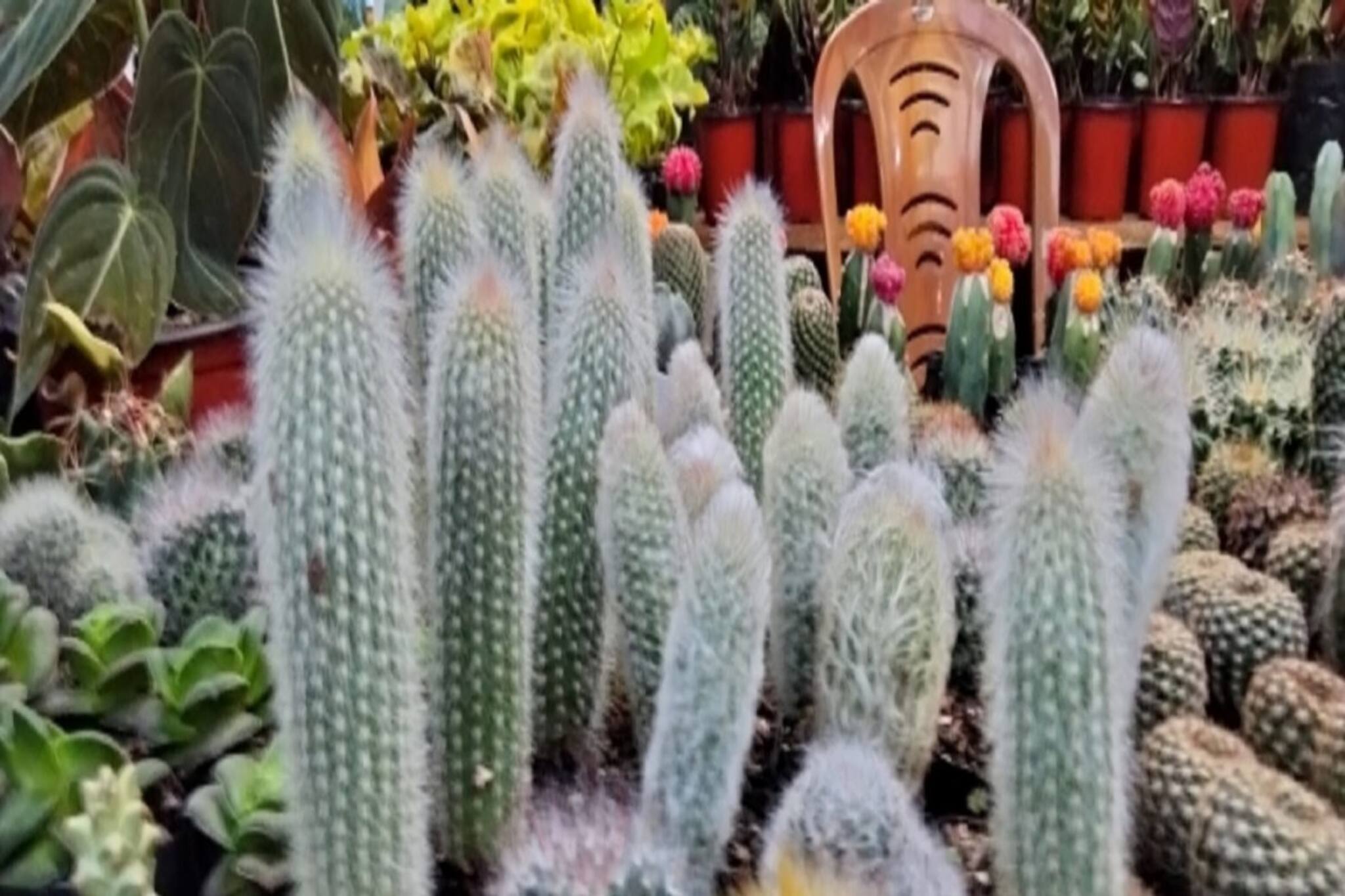 বিভিন্ন প্রজাতির ক্যাকটাস চাষ করে স্বনির্ভর হওয়ার পথ দেখাচ্ছেন এই ব্যক্তি