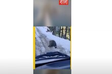 পর্যটকদের গাড়ির সামনে আচমকাই দেখা মিলল চিতাবাঘের!