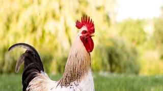 মুরগি আগে না ডিম আগে? বিশ্বের সব থেকে রহস্যময় প্রশ্ন বোধহয় এটাই৷ মুরগি আগে না ডিম আগে? বিশ্বের সব থেকে রহস্যময় প্রশ্ন বোধহয় এটাই৷