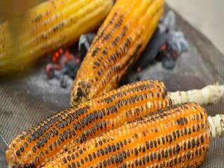 Cancer can grow if you eat corn by burning it upto black says- Photo -Representative 