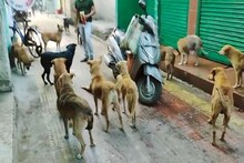 পথ কুকুরদের বাগে আনতে বড় কাণ্ড ঘটাবে শিলিগুড়ি