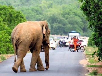 হাতি-মানুষ সংঘাত এড়াতে বিশেষ উদ্যোগ, পশু হাসপাতাল তৈরিরও ভাবনা