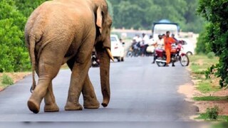 হাতি-মানুষ সংঘাত এড়াতে বিশেষ উদ্যোগ, পশু হাসপাতাল তৈরিরও ভাবনা
