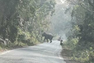 হাতির হানা, প্রতীকী ছবি