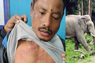 বুনো হাতির হানা