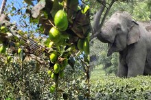 হাতির হানা ঠেকাতে 'আপেল কুল' দাওয়াই! কীভাবে কাজ করবে জানেন?