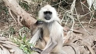 শাহজাহানপুরে এ কী বাঁদরামি! নিস্তার পেতে বেবুন পুষছেন বাসিন্দারা
