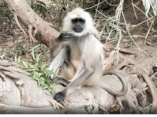 শাহজাহানপুরে এ কী বাঁদরামি! নিস্তার পেতে বেবুন পুষছেন বাসিন্দারা