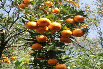 বরা