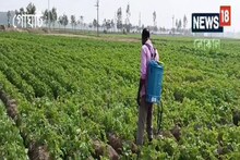 আবহাওয়ার পরিবর্তনে মাথায় হাত আলু চাষিদের