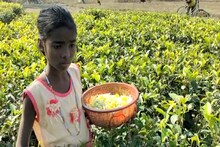 চা-ফুল ভাজায় মিটবে পেটের খিদে! সরস্বতী পুজো ওদের কাছে বিলাসিতা