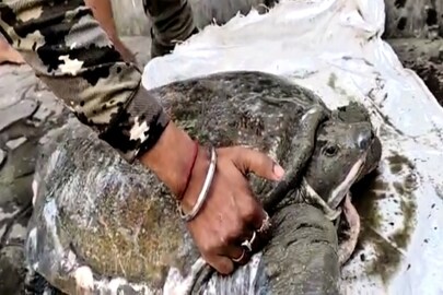 ফের কচ্ছপের মৃত্যু