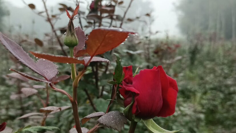 লাল গোলাপ সাধারণত প্রেম নিবেদনের ক্ষেত্রে ব্যবহার করা হয়। বিশ্বজুড়ে প্রেমের প্রতীক লাল গোলাপ । সেজন্য বহুল ব্যবহৃত হয় এই গোলাপ।