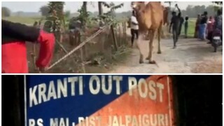 উট পাচারের আগে উদ্ধার