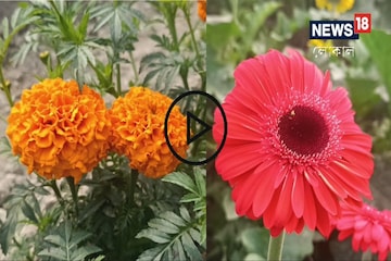 জারবেরা