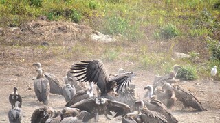 রাজাভাতখাওয়ায় শকুন রাজাভাতখাওয়ায় শকুন