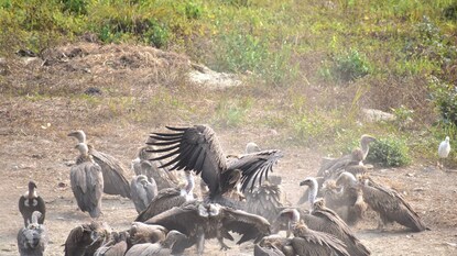 রাজাভাতখাওয়ায় শকুন রাজাভাতখাওয়ায় শকুন