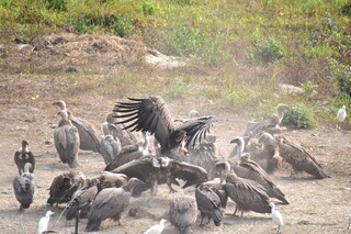 রাজাভাতখাওয়ায় শকুন